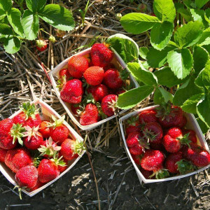 Саженцы Земляника Аромас (Ремонтантная/Ранняя)