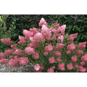 Саженцы Гортензия Пинк Леди (метельчатая)
