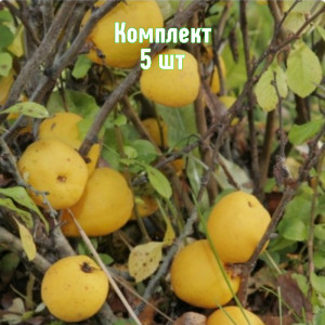 Саженцы Комплект 5шт / Айва японская Пинк Квин
