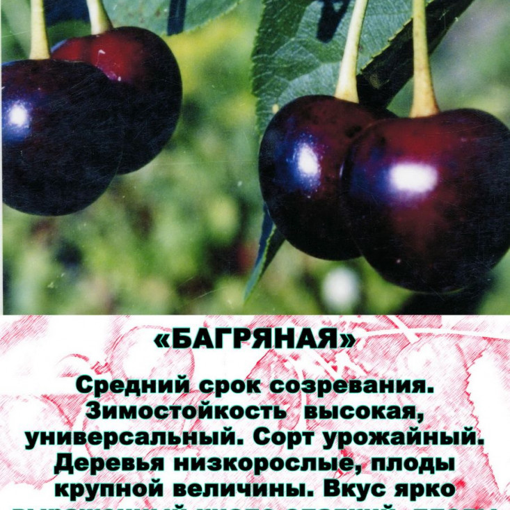 Вишня Багряная - Сочная и ароматная ягода Вишня Багряная - Сочная и ароматная ягода