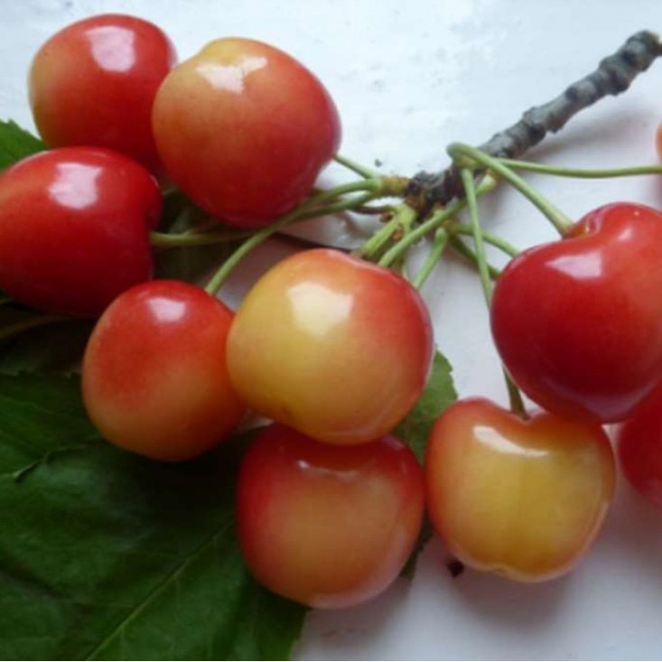 Черешня Краса Кубани Черешня Краса Кубани