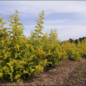 Саженцы Пузыреплодник калинолистный Лютеус